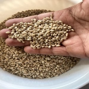 যব-Barley-Seeds-price-in-bangladesh